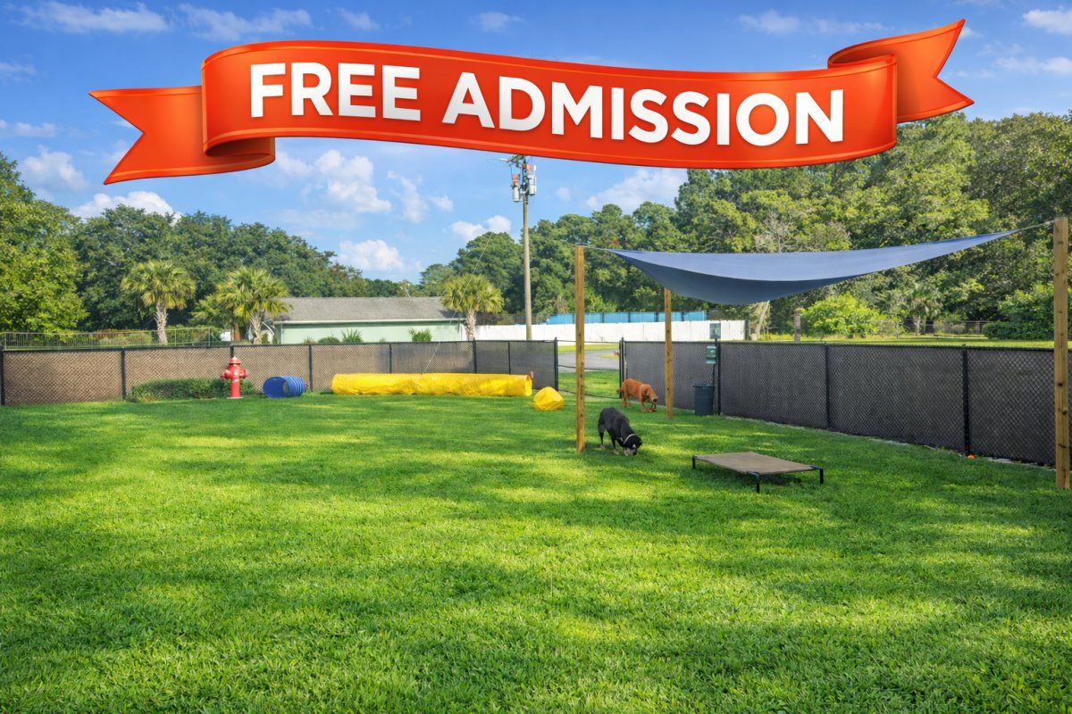 Fenced dog park near Holden Beach at Salty Dogs Cafe and Bark Bar